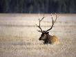 Five Point Elk Sitting In A Field by Fogstock Llc Limited Edition Pricing Art Print