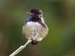 Hummingbird On A Twig by Fogstock Llc Limited Edition Print