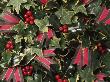 Holly, Ivy & Tartan Ribbon by Erika Craddock Limited Edition Print