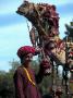 Indian Boy With Decorated Camel, Jaipur, India by Dave Bartruff Limited Edition Print
