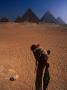 Camel Looking At Pyramids, Giza, Egypt by Mason Florence Limited Edition Print