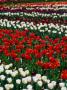 Tulips In Commonwealth Gardens, Canberra, Australia by Chris Mellor Limited Edition Print