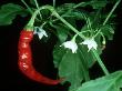 Cayenne Pepper, Long Slim by Bob Gibbons Limited Edition Print