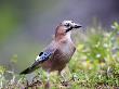 Jay, Adult On Forest Floor In Autumn, Norway by Mark Hamblin Limited Edition Print