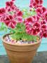 Pelargonium Hazel Cherry (Regal) In Pot Unusual Bead Mulch by Andrew Lord Limited Edition Print