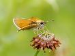 Least Skipper Butterfly, Ile Bizard, Canada by Robert Servranckx Limited Edition Print