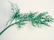 Dill Sprig On White Background by Fran Harper Limited Edition Pricing Art Print