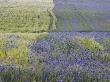 Field Of Wheat (Triticum Sp) Covered With Cornflowers (Centaurea Cyanus), France by Alain Christof Limited Edition Print