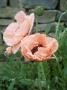 Papaver Orientale Prinzessin Victoria Louise, Pink Flowers by Andrew Lord Limited Edition Print