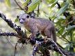 Olingo In Tree, Monteverde Cloud Forest Preserve, Costa Rica by Michael Fogden Limited Edition Print