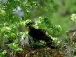 Ornate Hawk-Eagle, Chick With Adult, Mexico by Patricio Robles Gil Limited Edition Print