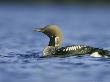 Black-Throated Diver, Adult In Summer Plumage, Norway by Mark Hamblin Limited Edition Print