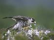 Peregrine Falcon, Plucking Pigeon, Scotland by Mark Hamblin Limited Edition Print