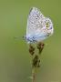 Common Blue On Grass, Scotland by Mark Hamblin Limited Edition Print