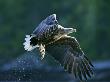 White-Tailed Eagle, Adult With Fish, Norway by Mark Hamblin Limited Edition Print