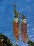 Oval Squid, Hawaii by David B. Fleetham Limited Edition Pricing Art Print