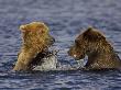 Grizzly Bear, Sub-Adults Playing In Water, Alaska by Mark Hamblin Limited Edition Pricing Art Print