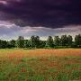 Poppy Infestation In Barley Field Under Storm Clouds by Stuart And Jan Bebb Limited Edition Pricing Art Print