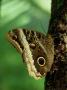 Owl Butterfly, Feeding On Sap, Costa Rica by Michael Fogden Limited Edition Print