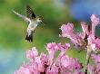 Mangrove Hummingbird, Male Visiting Flowers Of Tabebuia Impetiginosa, Costa Rica by Michael Fogden Limited Edition Print