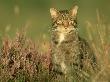 Scottish Wildcat, Felis Sylvestris Male, August Highlands, Scotland by Mark Hamblin Limited Edition Pricing Art Print