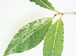 Bay Leaves (Laurus Nobilis) Against White Background by Fran Harper Limited Edition Print