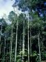 Rain-Forest Structure, Malaysia by Waina Cheng Limited Edition Print