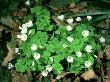 Wood Sorrel by Harry Fox Limited Edition Print