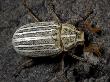 Polyphylla Decemlineata, Or Chafer, Usa by Bob Gibbons Limited Edition Print