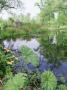 Large Pond With Gunnera And Caltha Growing On Margin View To Gazebo, Selhurst by Sunniva Harte Limited Edition Print