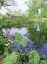 Large Pond With Gunnera And Caltha Growing On Margin View To Gazebo, Selhurst by Sunniva Harte Limited Edition Pricing Art Print