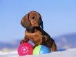 Dachshund Puppy, Playing With Balls by Alan And Sandy Carey Limited Edition Print