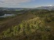 Old Scots Pines In Ancient Caledonian Forest, Cairngorms, Scotland by Bob Gibbons Limited Edition Print