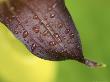 Raindrops On Leaf by Mark Hamblin Limited Edition Print