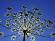 Wild Angelica, Hautes-Alpes, France by Alain Christof Limited Edition Print