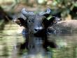 African Forest Buffalo, Bathing, Africa by Patricio Robles Gil Limited Edition Print