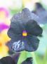 Viola (Molly Sanderson) Pansy, Close-Up Of Black Flower by Linda Burgess Limited Edition Print