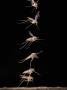 Female Long-Legged Fly (Neurigona Quadrifasciata) Taking Off From A Tree Trunk by John Hallmen Limited Edition Pricing Art Print