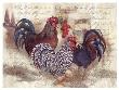 Rooster Trinity by Alma Lee Limited Edition Pricing Art Print
