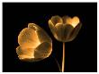 Tulip Duo by Ilona Wellmann Limited Edition Print