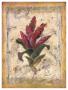 Bromelia by Shari White Limited Edition Pricing Art Print