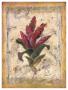 Bromelia by Shari White Limited Edition Print