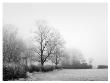 Misty Tree, Lined Field by Stephen Rutherford-Bate Limited Edition Pricing Art Print