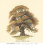 Sessile-Fruited Oak by Samuel Williams Limited Edition Print