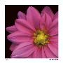 Pink Dahlia by Pip Bloomfield Limited Edition Pricing Art Print