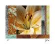 Wildflowers Ii by M.J. Lew Limited Edition Print