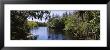 Hillsborough River In A Forest, Lettuce Lake Park, Tampa, Hillsborough County, Florida, Usa by Panoramic Images Limited Edition Print