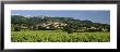 Vines In A Vineyard, Cotes Du Rhone, Sablet, Vaucluse, Provence, France by Panoramic Images Limited Edition Print