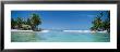 Palm Trees On The Beach, Tikehau, French Polynesia by Panoramic Images Limited Edition Print