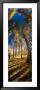 Aspen Trees In The Forest, Alpine Loop, Colorado, Usa by Panoramic Images Limited Edition Print
